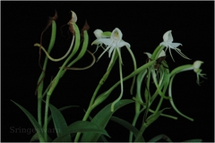 Habenaria rariflora